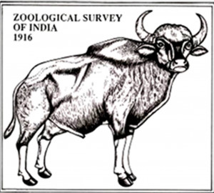 Zoological Survey of India